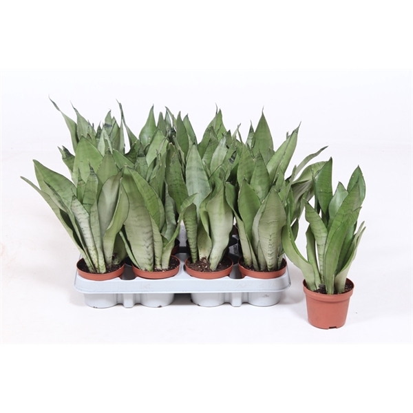 <h4>Sansevieria Moonshine</h4>