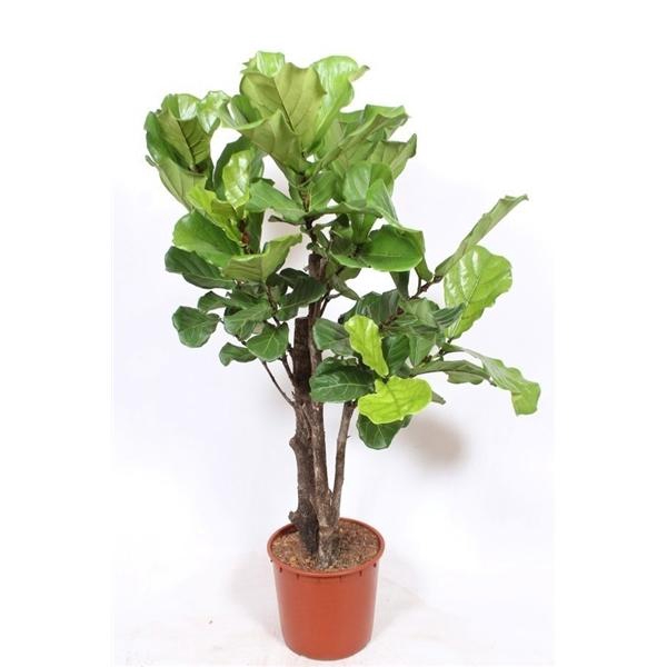 <h4>Ficus lyrata</h4>