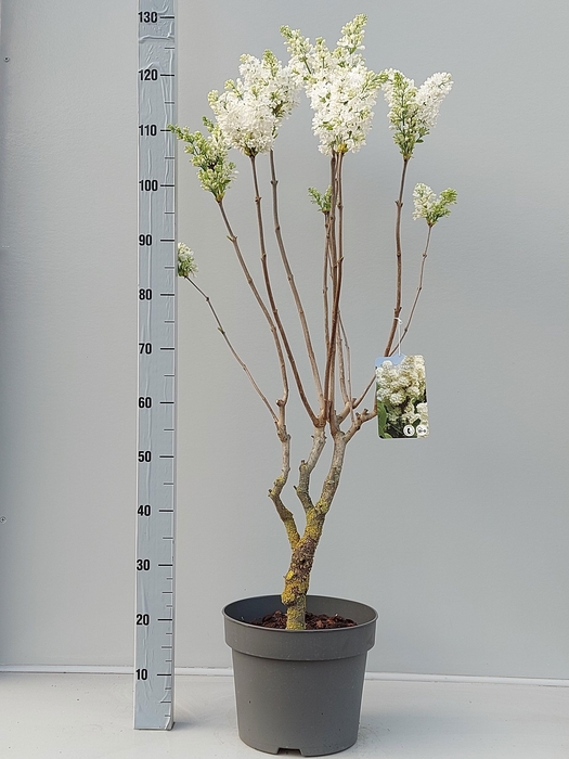 <h4>SYRI VULGARIS</h4>