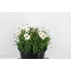LEUCANTHEMUM MARGRIETEN