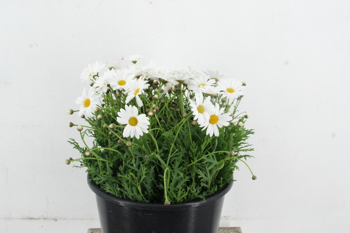 LEUCANTHEMUM MARGRIETEN
