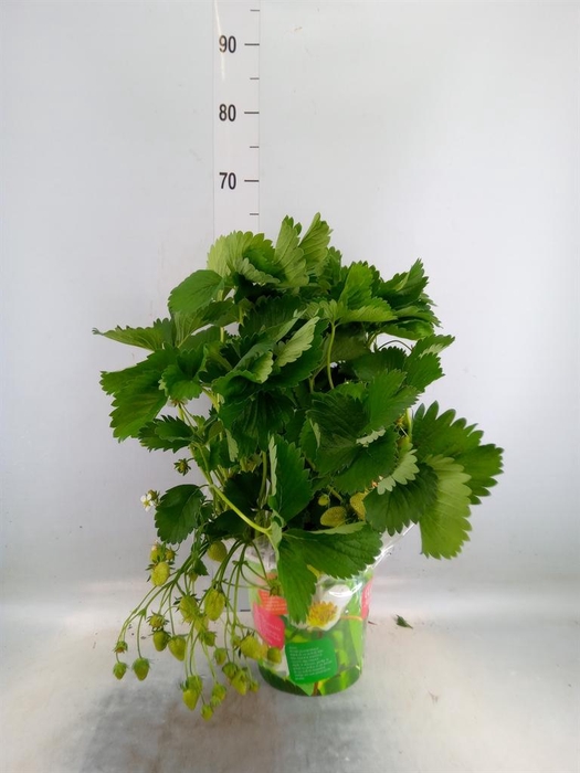 <h4>Fragaria   ...</h4>