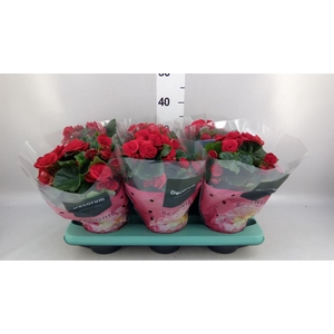 Begonia elat. DU 'Baladin'