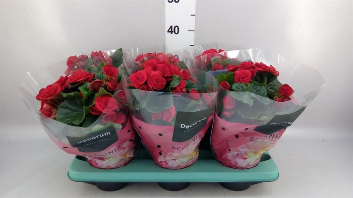 <h4>Begonia elat. DU 'Baladin'</h4>
