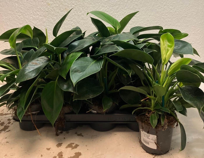 <h4>PHIL GREEN PRINCESS</h4>