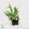 MICROSORUM PTEROPUS P12