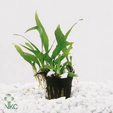 MICROSORUM PTEROPUS P12