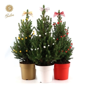 Picea gl. 'December'® P19 50/60 in Pot Colour + Deco Sensation Mix + Bow Mix