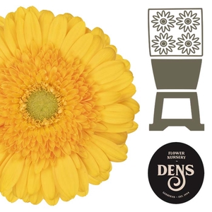 Gerbera Submarine Diamond