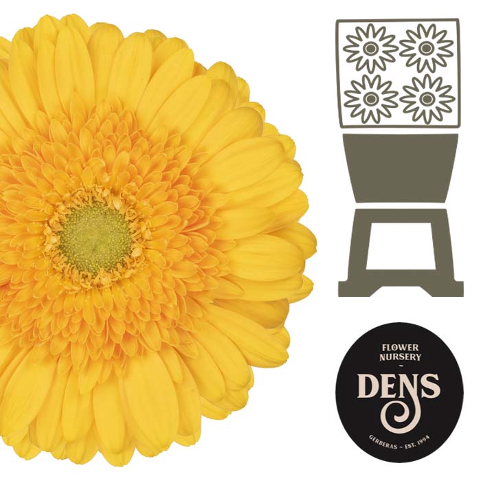 <h4>Gerbera Submarine Diamond</h4>