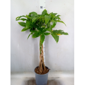 Pachira aquatica