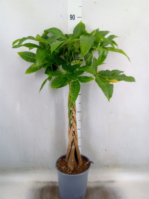 <h4>Pachira aquatica</h4>