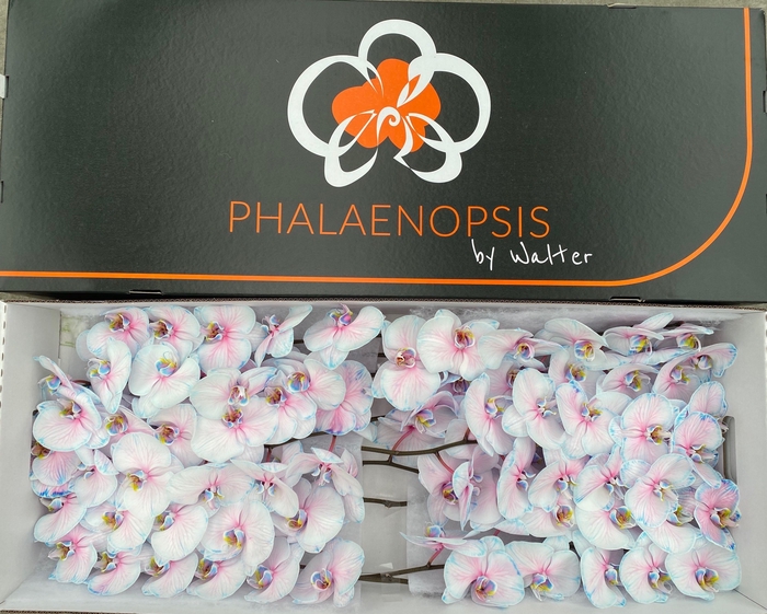 <h4>Phalaenopsis coloured bubblegum</h4>
