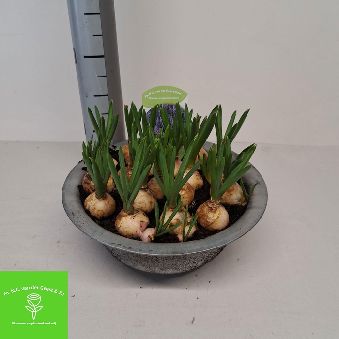 <h4>MUSCAR BIG SMILE</h4>