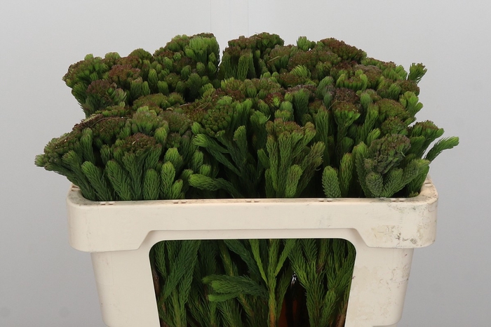 <h4>Kaaps Groen Albigreen</h4>