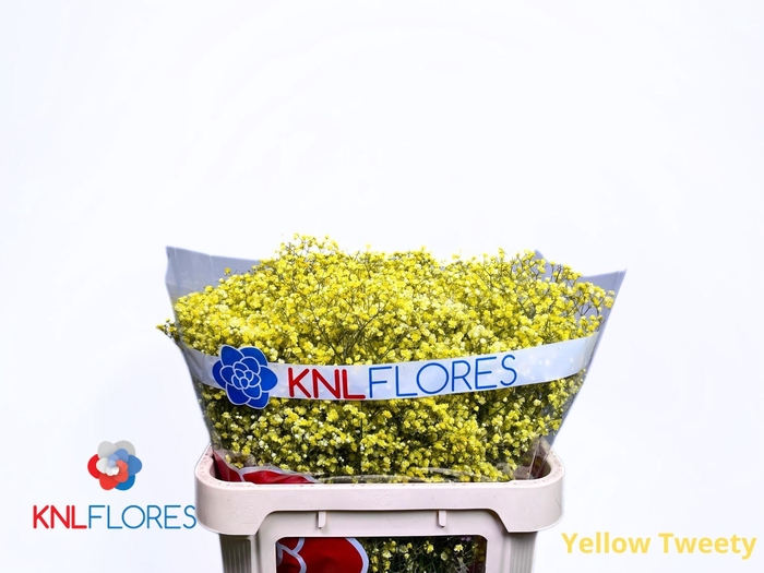 <h4>GYPS KLB H%</h4>