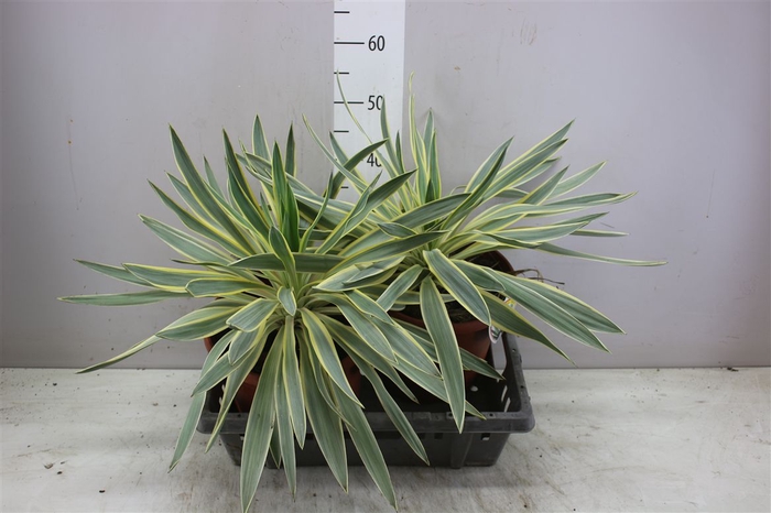 <h4>Yucca Glor Variegata</h4>