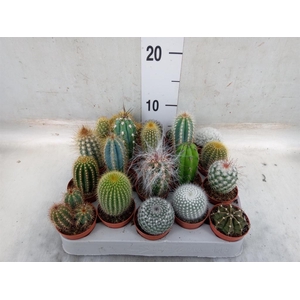 Cactus   ...mix