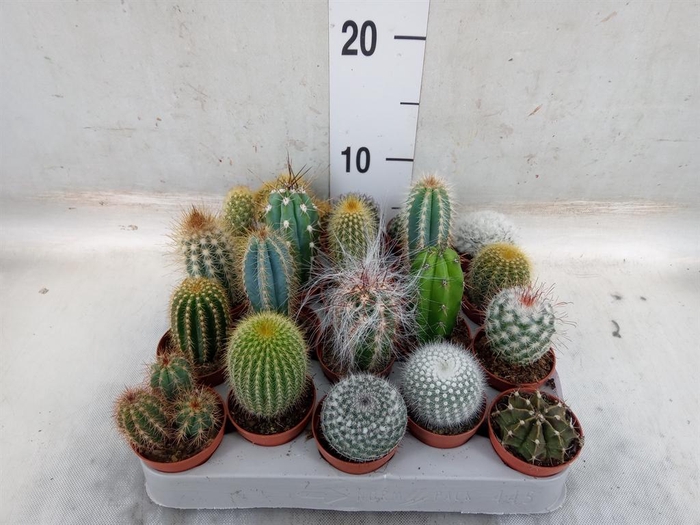 <h4>Cactus   ...mix</h4>