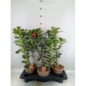 Adenium obesum 'Anouk'