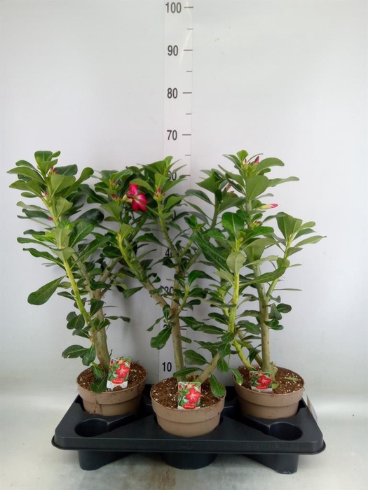 <h4>Adenium obesum 'Anouk'</h4>