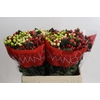 Hypericum Rainbow Romance