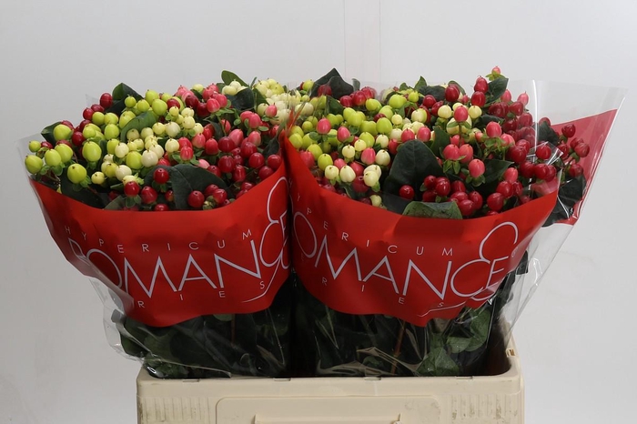 Hypericum Rainbow Romance