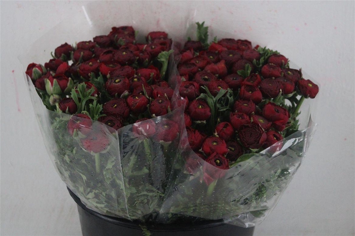 <h4>Ran Elegance Red</h4>