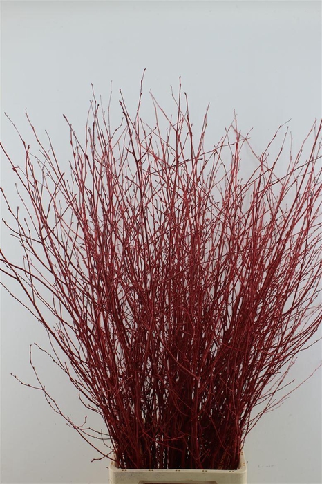 <h4>BERK RED 120CM</h4>
