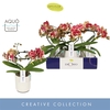 Dioro Magnifique 2 spike in Molise White Aquo