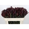 Leucadendron Saf Sunset Dark Red