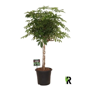 Schefflera Ar Overig stam Compacta