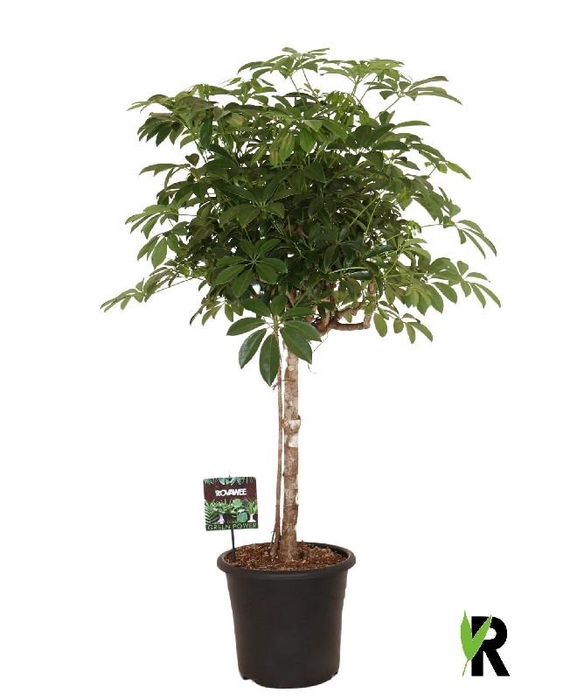 <h4>Schefflera Ar Overig stam Compacta</h4>