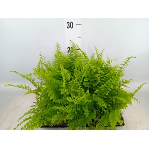 Nephrolepis exal.   ...