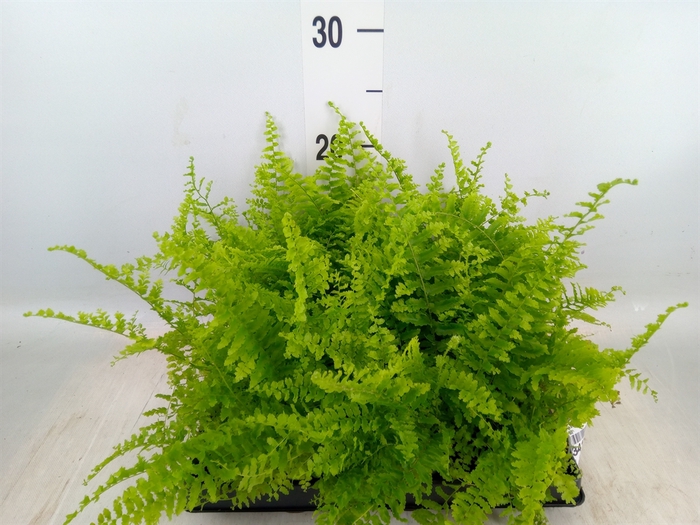 <h4>Nephrolepis exal.   ...</h4>