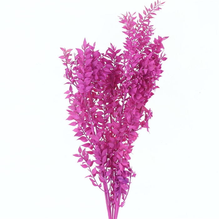 <h4>Pres Ruscus Bleached Pastel Cerise Per Stem</h4>