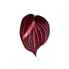 ANTHURIUM SAFARI 9/11 035 CM DIAM MIN 9 CM VERMELHO