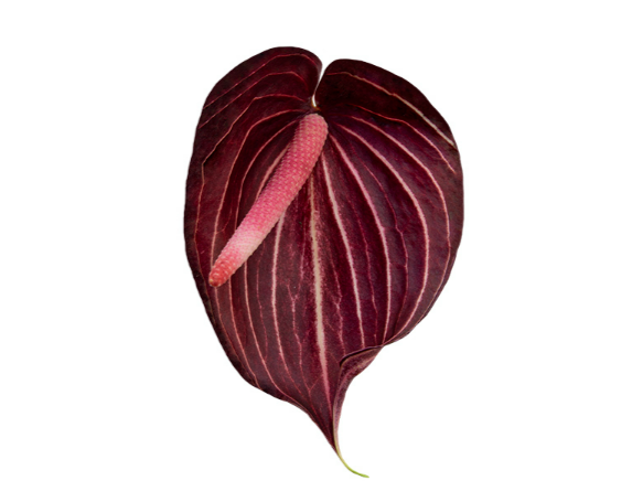 <h4>ANTHURIUM SAFARI 9/11 035 CM DIAM MIN 9 CM VERMELHO</h4>