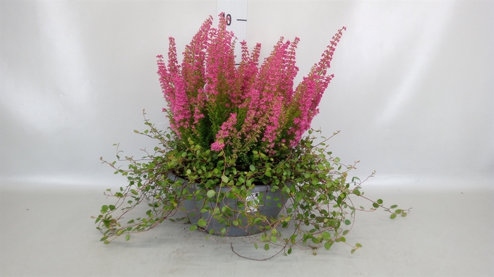 <h4>Erica gracilis 'Bea Queen Margaret'</h4>