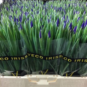 Iris Blue Magic