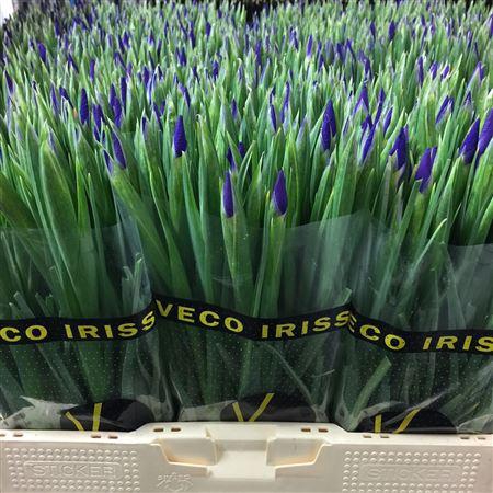 <h4>Iris Blue Magic</h4>