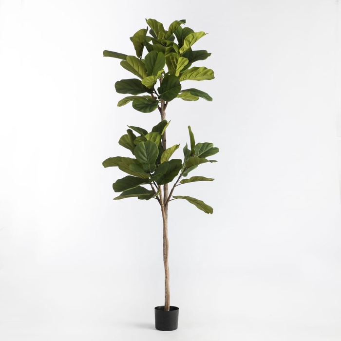 Af Ficus In Pot H190cm Green