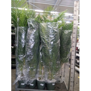 Dypsis lutescens   ...Chrysalidoca