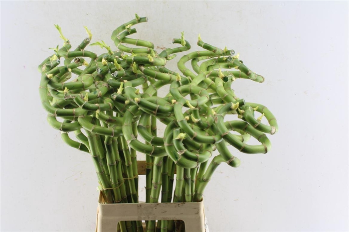 <h4>Drac S Lucky Bamboo</h4>