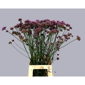 VERBENA HAS P SPIRES