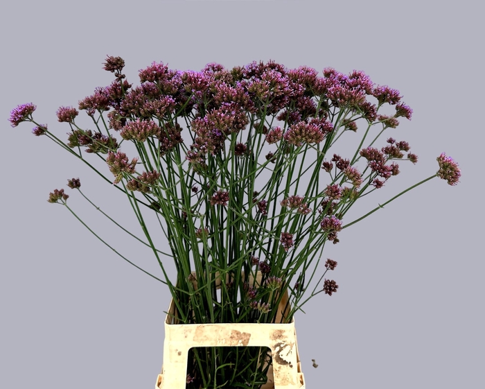 <h4>VERBENA HAS P SPIRES</h4>