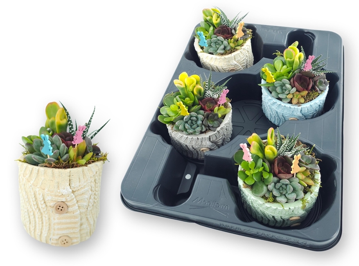 <h4>ARR SUCCULENTEN</h4>