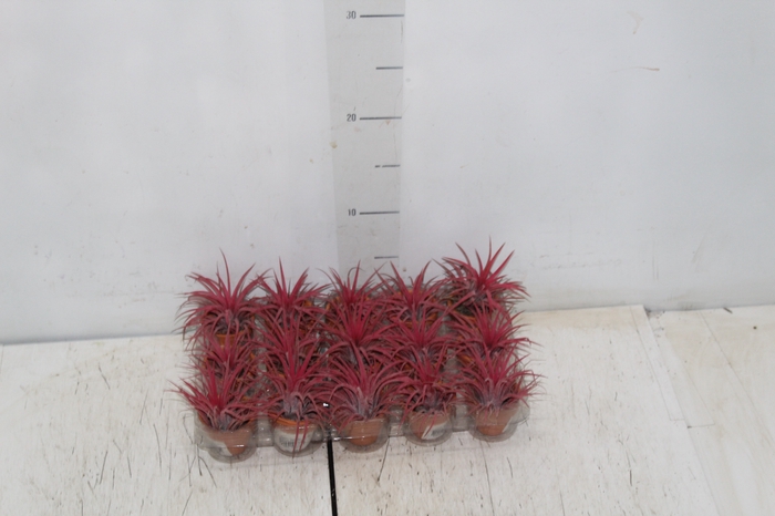 <h4>BROMELIA TILLANDSIA IONANTHA VB P05</h4>