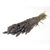 Bunch Setaria Slv L60