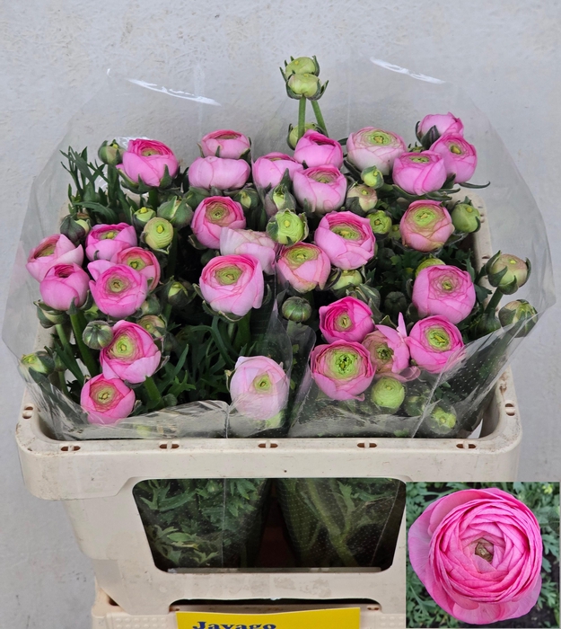 <h4>RAN AAZUR LI PINK</h4>